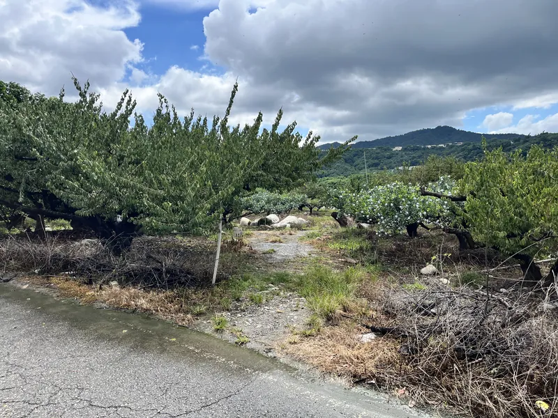 馬鞍後池旁果園釣客路 --上岸點--